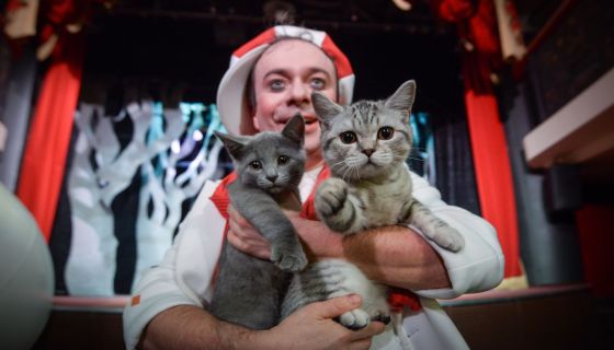 Дмитрий Куклачёв. Котобум