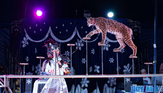 Цирк-шапито на льду