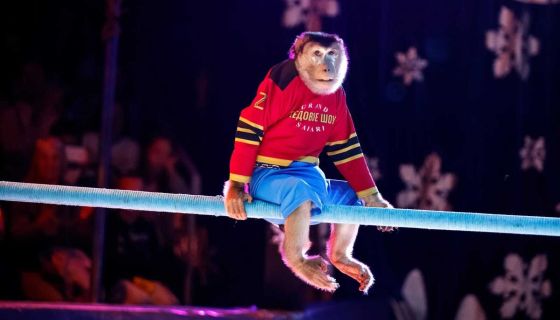 Цирк-шапито на льду